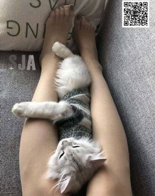 爱的阶梯电视剧